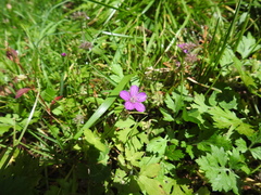 Geranium nepalense thunbergii