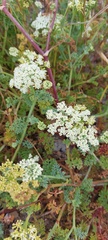 Dasispermum suffruticosum