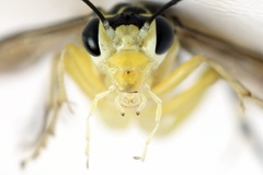 Pachyprotasis antennata