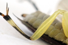 Pachyprotasis antennata