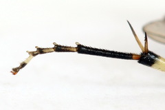 Pachyprotasis antennata