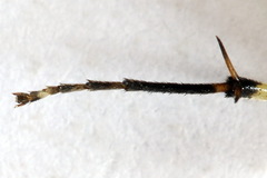 Pachyprotasis antennata