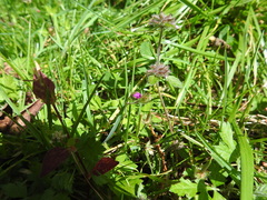 Geranium nepalense thunbergii