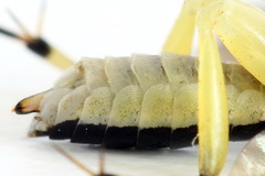 Pachyprotasis antennata