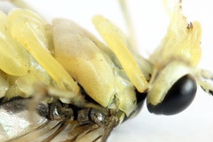 Pachyprotasis antennata