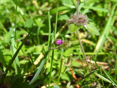 Geranium nepalense thunbergii