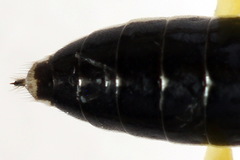 Pachyprotasis antennata