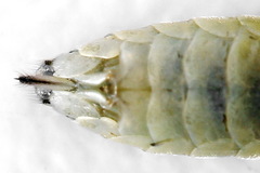 Pachyprotasis antennata
