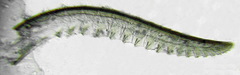 Pachyprotasis antennata