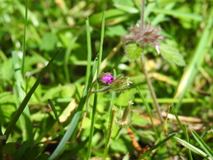 Geranium nepalense thunbergii
