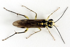 Pachyprotasis antennata