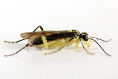 Pachyprotasis antennata