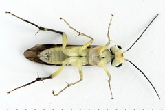 Pachyprotasis antennata