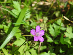 Geranium nepalense thunbergii