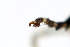 Pachyprotasis antennata