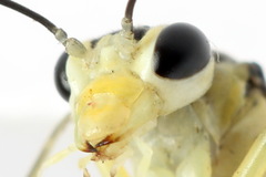 Pachyprotasis antennata