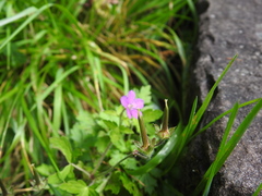 Geranium nepalense thunbergii