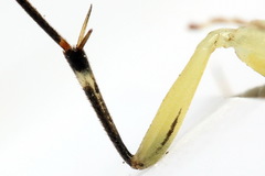 Pachyprotasis antennata