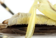 Pachyprotasis antennata