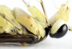 Pachyprotasis antennata