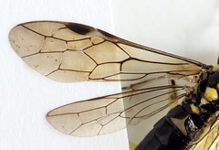 Pachyprotasis antennata