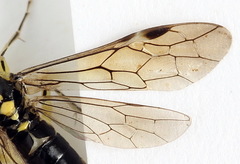 Pachyprotasis antennata