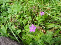 Geranium nepalense thunbergii