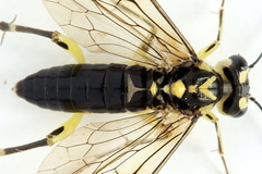 Pachyprotasis antennata