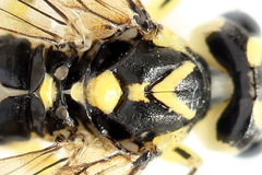 Pachyprotasis antennata