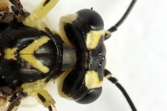 Pachyprotasis antennata