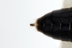 Pachyprotasis antennata