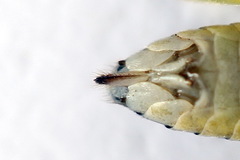 Pachyprotasis antennata