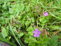 Geranium nepalense thunbergii