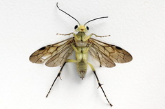 Pachyprotasis antennata