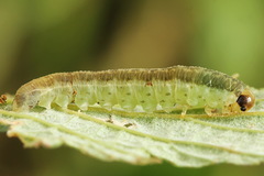 Pachyprotasis antennata