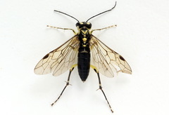 Pachyprotasis antennata