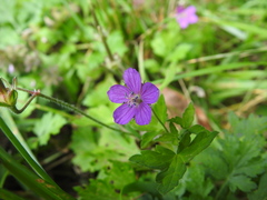 Geranium nepalense thunbergii