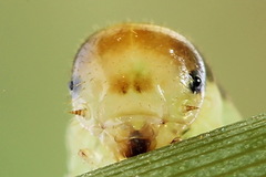 Pachyprotasis antennata