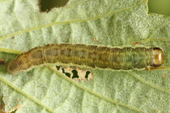 Pachyprotasis antennata