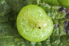 Pachyprotasis antennata