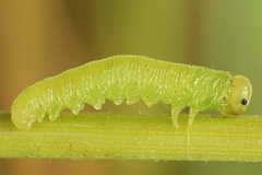 Pachyprotasis antennata