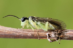 Pachyprotasis antennata