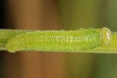 Pachyprotasis antennata