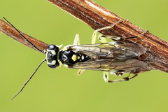 Pachyprotasis antennata