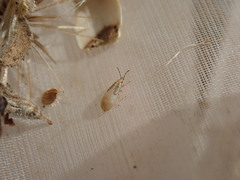Oxycarenidae