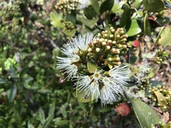 Metrosideros albiflora