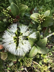 Metrosideros albiflora