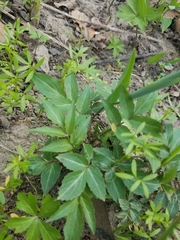 Angiospermae