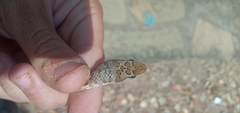 Psammophis biseriatus