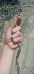 Psammophis biseriatus